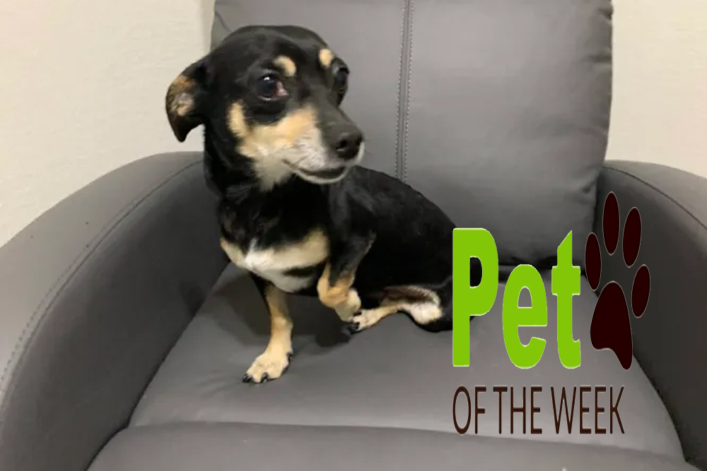 Pet of the Week: Owen