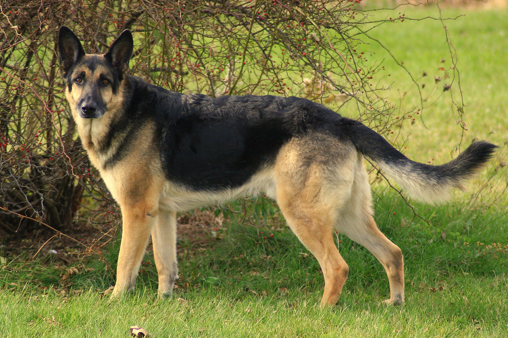 German Shepherd