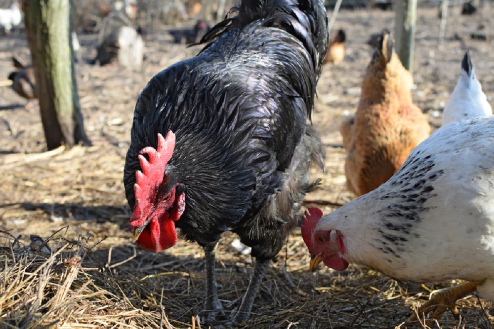 Biosecurity alert for Virginia poultry owners and waterfowl hunters.