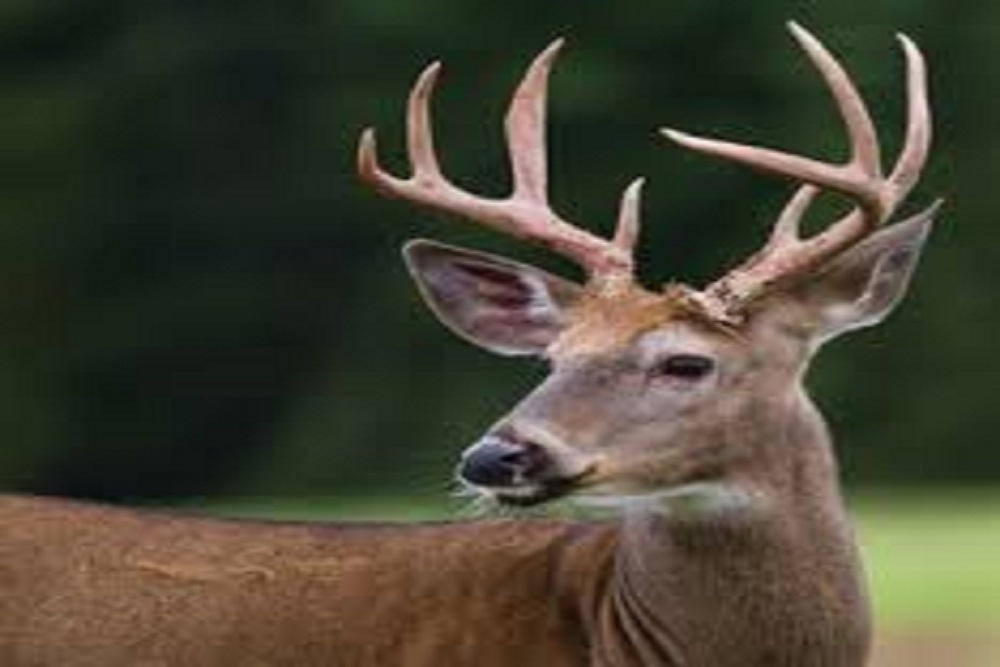 CITY OF CANBY: 2019 City of Canby Deer Hunt
