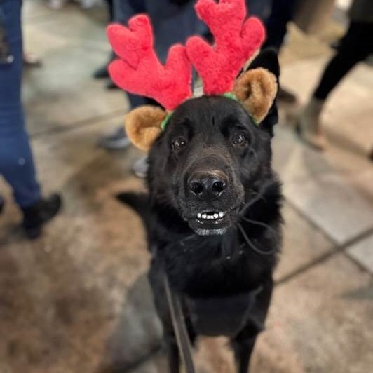 National K9 Veterans Day National K9 Veterans Day