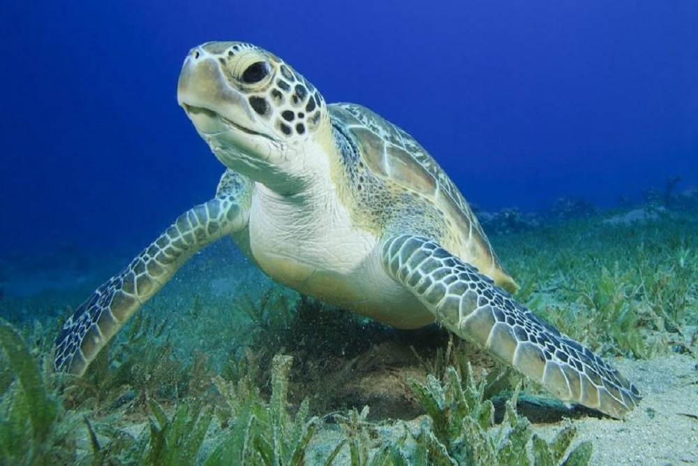 MARYLAND DEPARTMENT OF NATURAL RESOURCES: Happy World Sea Turtle Day!