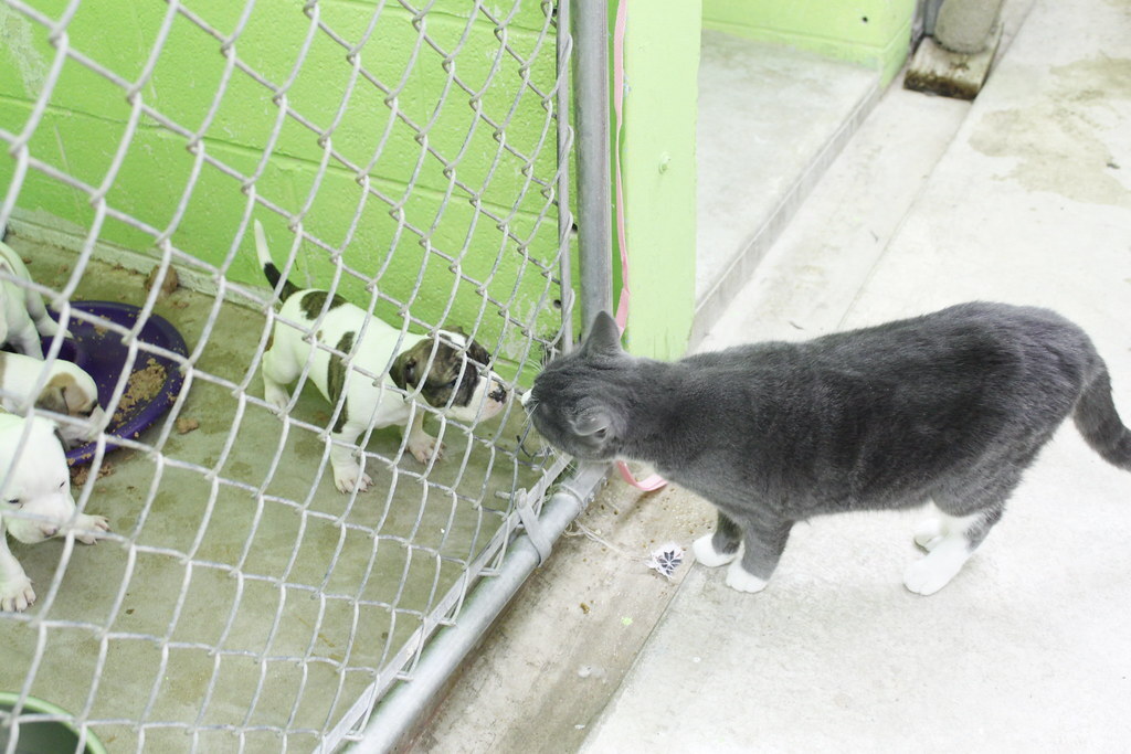 Awesome Dogs and Cats Waiting for Their Forever Home
