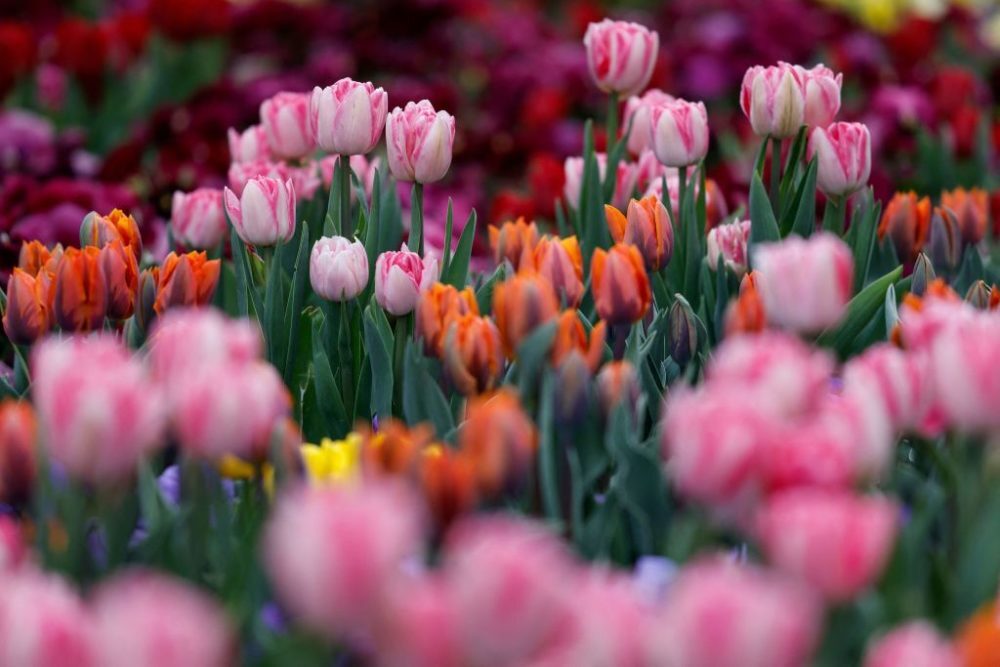 Tulip Season at Mount Vernon Tulip Season at Mount Vernon