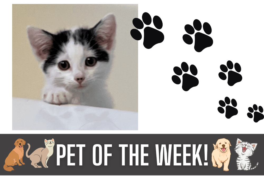 Pet of the Week: Grace