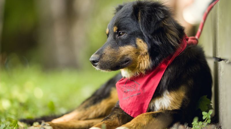 Valencia County announces a dog Available for Adoption – most recent.