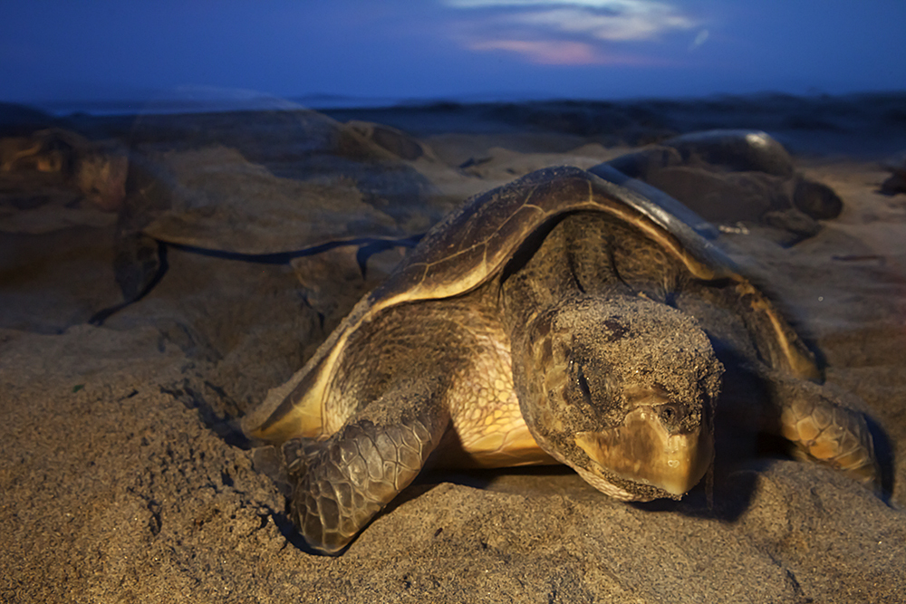 BENTON 4-H CLUB: What do frogs, snakes and turtles have in common?