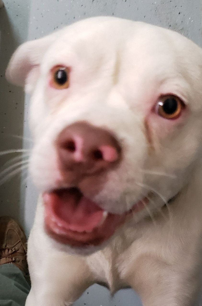 He was picked up by his owner! He was picked up by his owner!