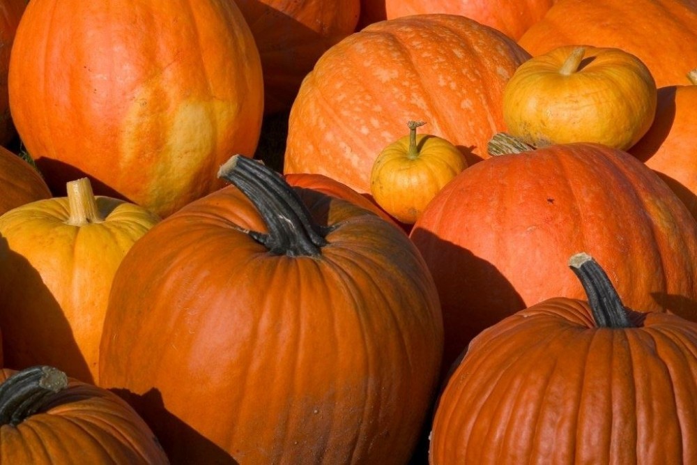 CITY OF HENDERSON: Master Gardeners hosting Fall-A-Palooza on Sept. 28