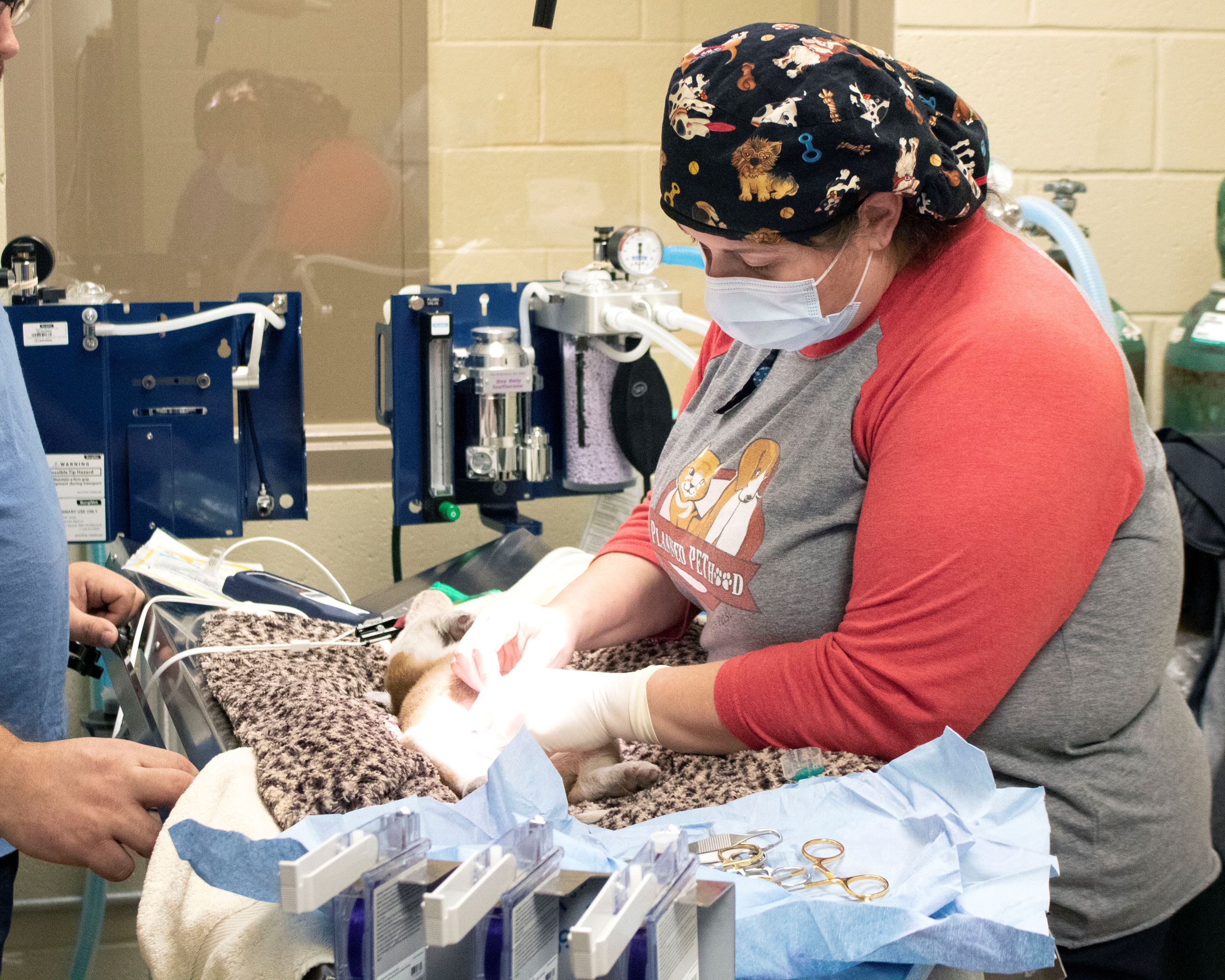 Increase in adoptions leads to Surgical Suite at Newton County Animal Services
