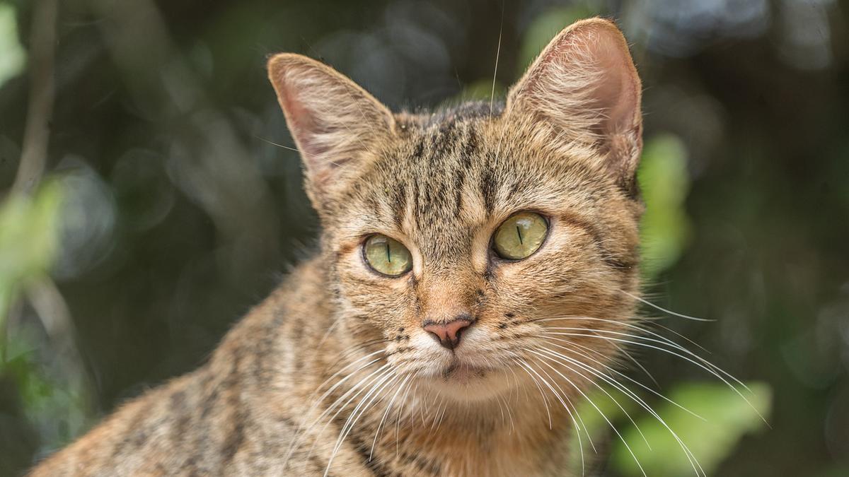 Greensboro College professor Hall on feral cat population: ‘We’ve just got to stop the incessant breeding’ Greensboro College professor Hall on feral cat population: ‘We’ve just got to stop the incessant breeding’