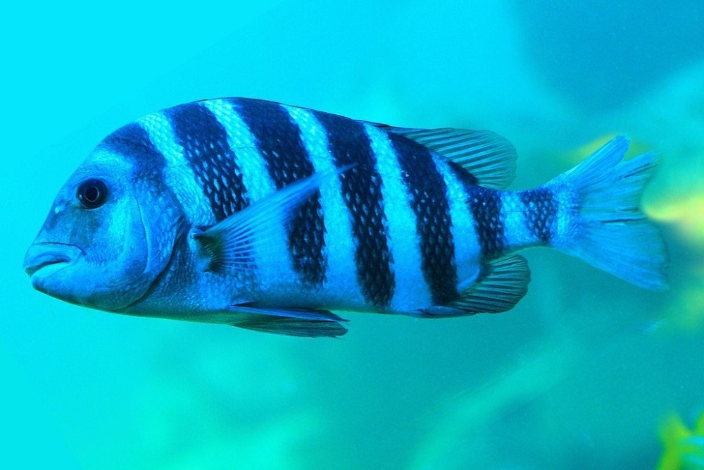 Sheepshead (MR) to be held Feb 2
