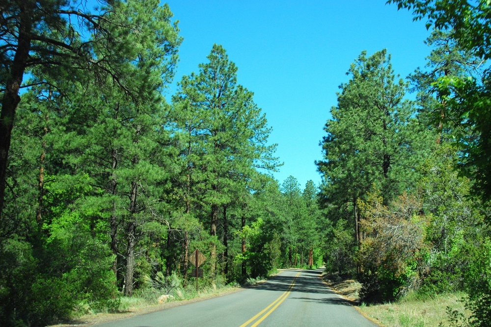 GEORGIA FORESTRY COMMISSION: Needlecast in pines GEORGIA FORESTRY COMMISSION: Needlecast in pines