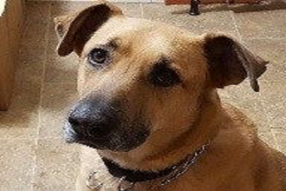 Ramsey County Library: Paws to Read with Duke or Trevor