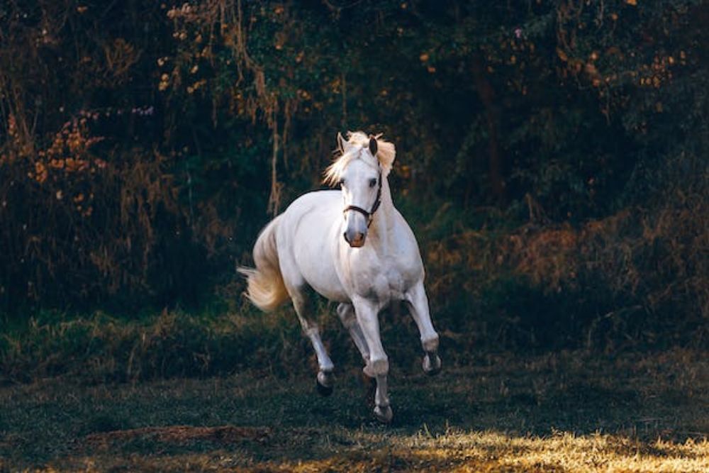 PVM’s Popular Equine Wellness Forum Returns to In-person Format for 2023 PVM’s Popular Equine Wellness Forum Returns to In-person Format for 2023