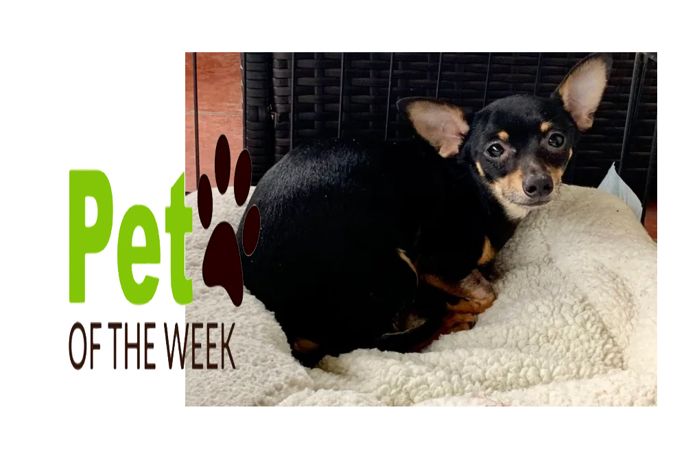 Pet of the Week: Webster Pet of the Week: Webster