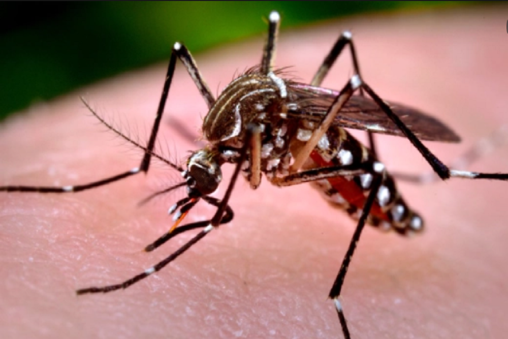 Richland County: County Preps Mosquito Control Efforts, and Residents Can Help