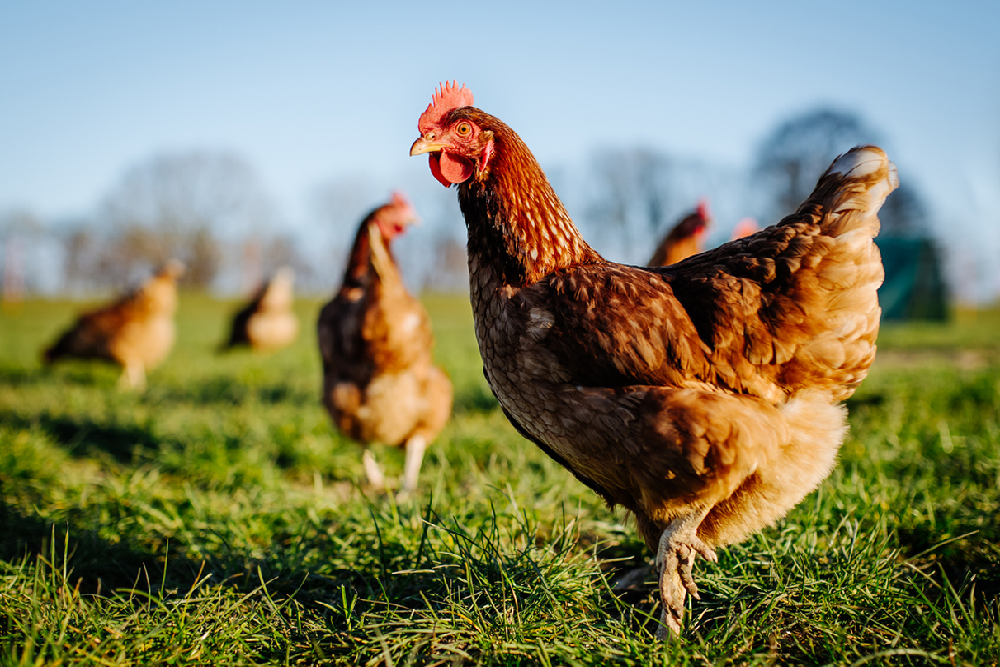 Experts Recommend Steps to Avoid Spread of Avian Influenza Experts Recommend Steps to Avoid Spread of Avian Influenza