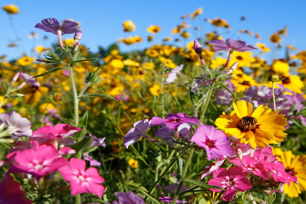 Annual Spring Festival of Flowers at UF/IFAS and Pensacola State College Milton Campus