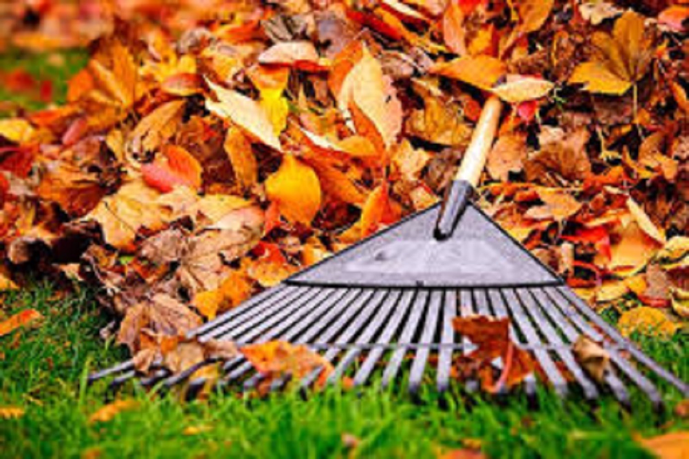 CITY OF NEW BERN: Loose Leaf Season Wraps Up at the End of February