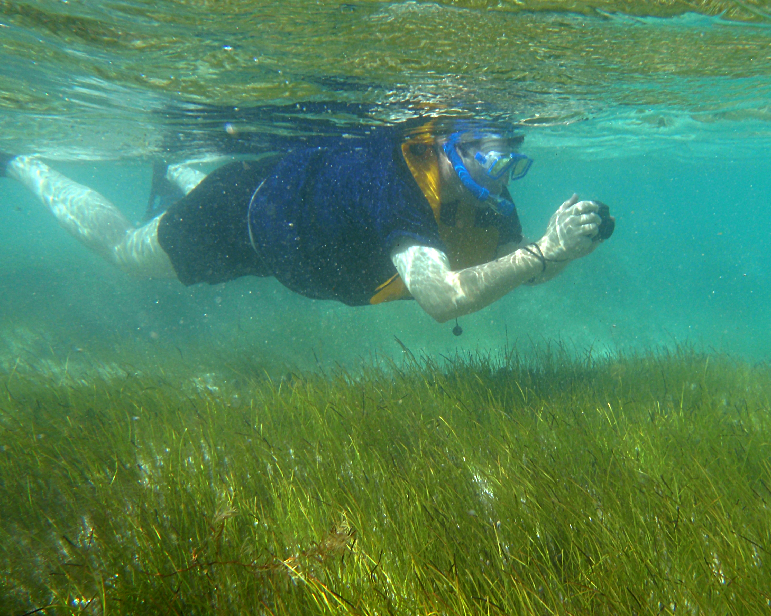 World Seagrass Day
