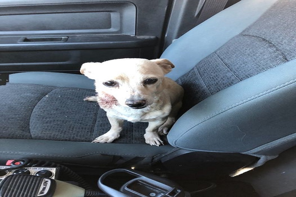 1-Year-Old Male Chihuahua Was Found near Camino Bosque Loop in Bernalillo