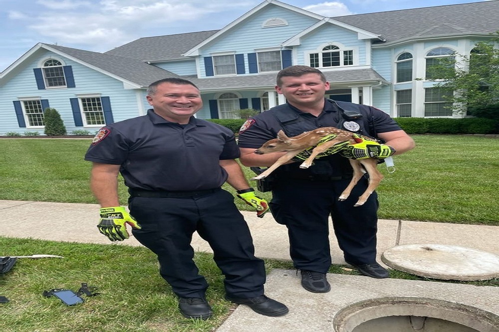 Des Peres Department of Public Safety – This Afternoon We Received a Call About a Baby Deer Who Fell Into Storm Drain