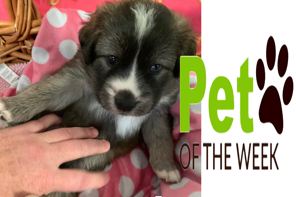 Pet of the Week: Iris Pet of the Week: Iris