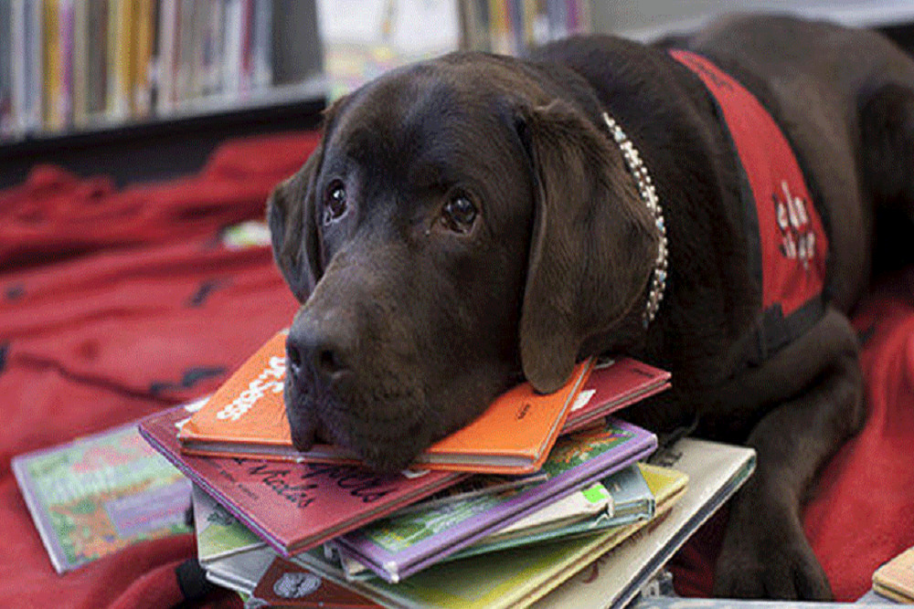 Read to Rover on May 18