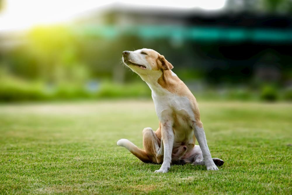 APEX HOME LOANS: Are your pets just as excited to explore their new home as you are?!