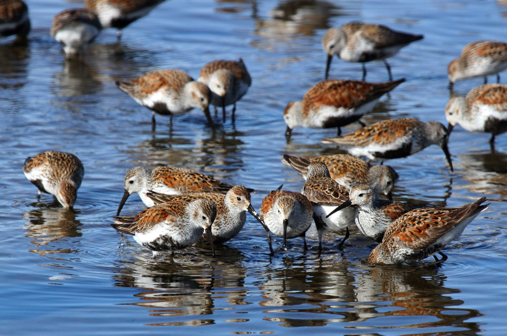 Grays Harbor Shorebird and Nature Festival on Apr 29, 2022 to May 1, 2022