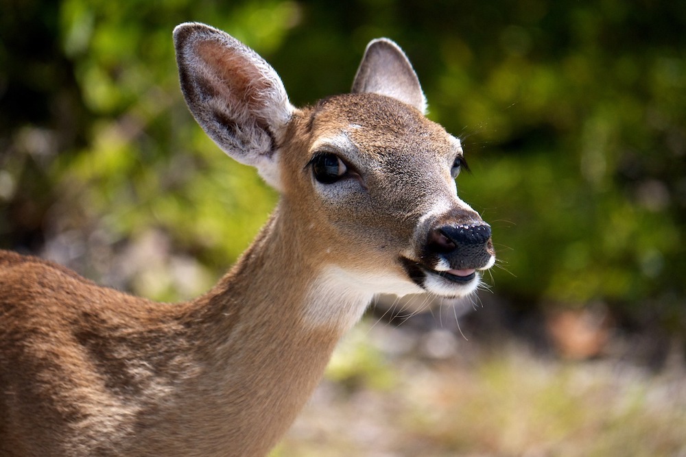 Neighborhood-led Group Presents Deer Management Report to City Commission