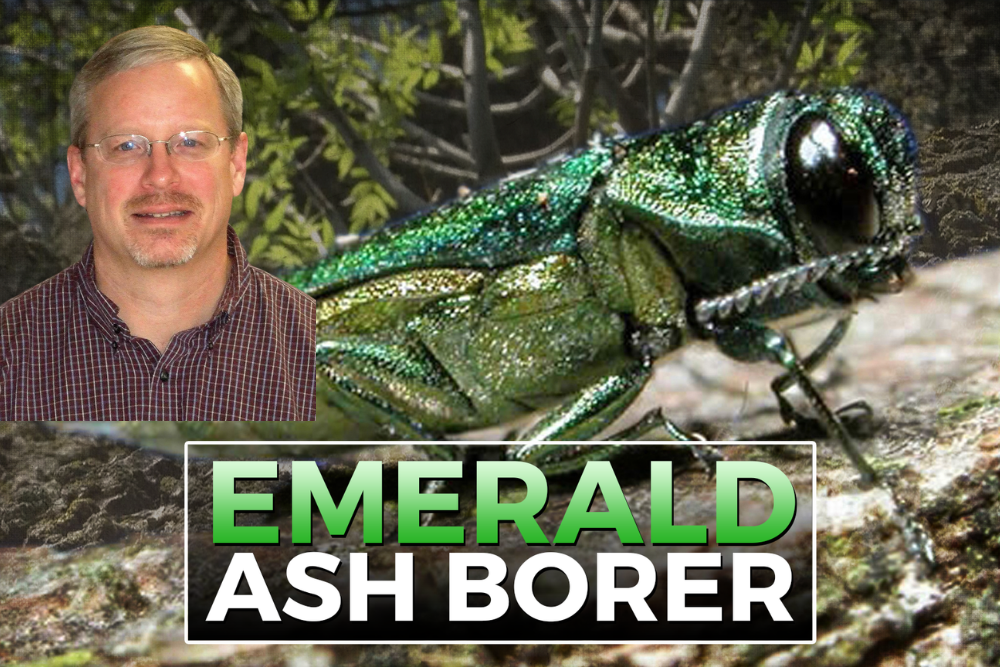 Emerald Ash Borer Confirmed in Brandon Emerald Ash Borer Confirmed in Brandon