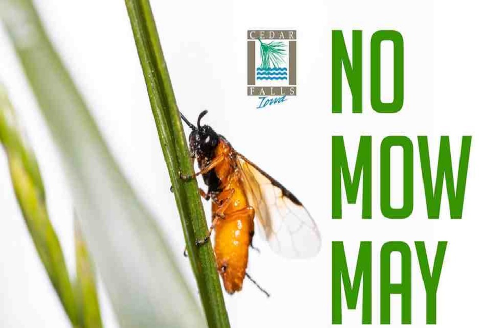 No Mow May in Cedar Falls
