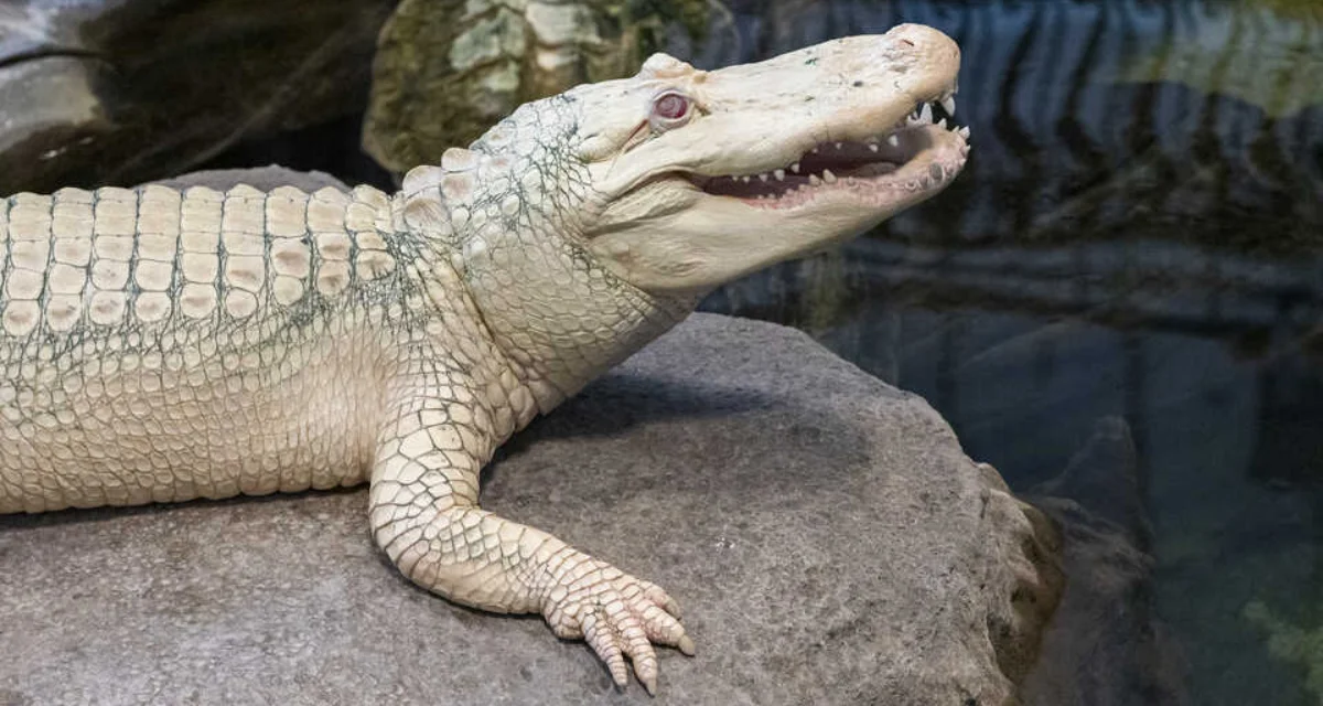 Albino Alligator, Claude Albino Alligator, Claude