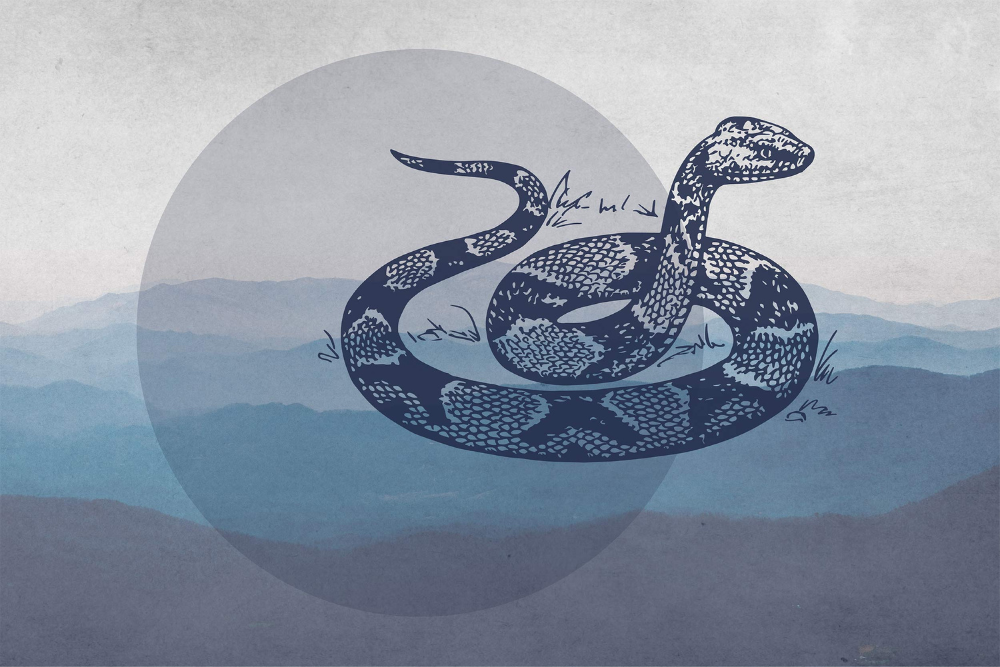 It’s Copperhead Season in Virginia. Here Is What You Need to Know