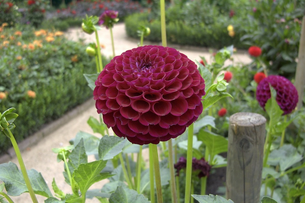 Perennial Plant Exchange to be held June 4
