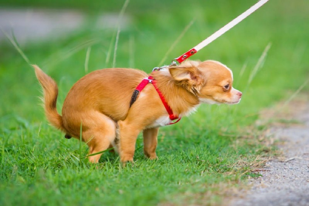 TOWN OF WAYNESVILLE: Keep Pet Waste Out of Waterways