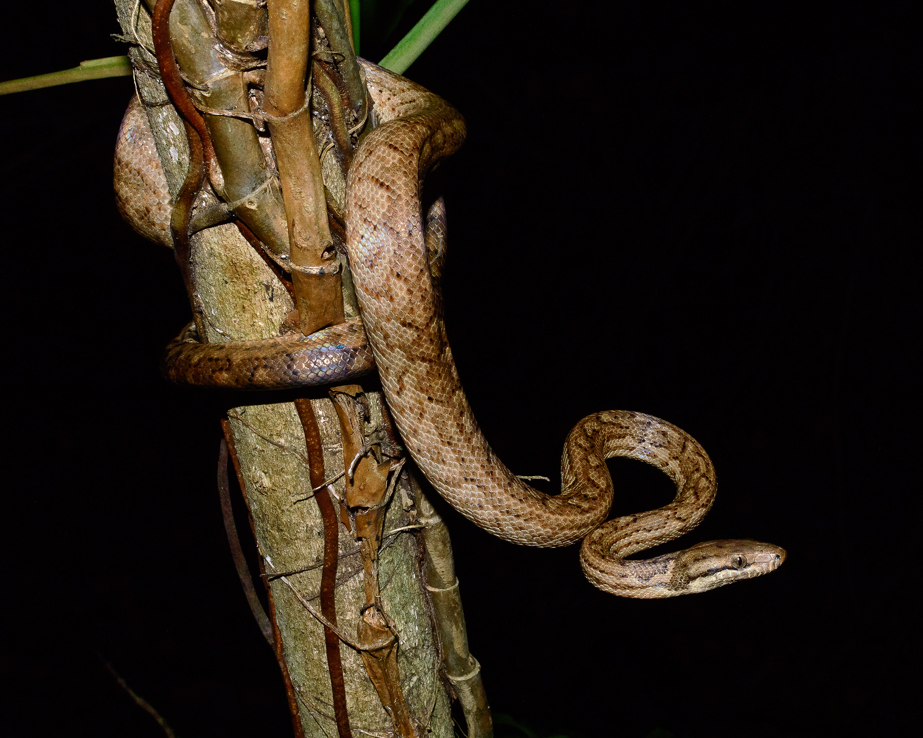 U.S. Fish and Wildlife Service Reopens Comment Period on Proposal to Delist the Puerto Rican Boa Schedules virtual public hearing on the proposal U.S. Fish and Wildlife Service Reopens Comment Period on Proposal to Delist the Puerto Rican Boa Schedules virtual public hearing on the proposal