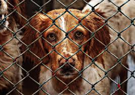 The Valencia County Animal Shelter Is Completely Full
