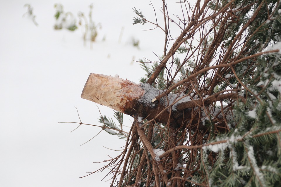 Annual Christmas tree recycling helps dune restoration on Alabama’s beaches