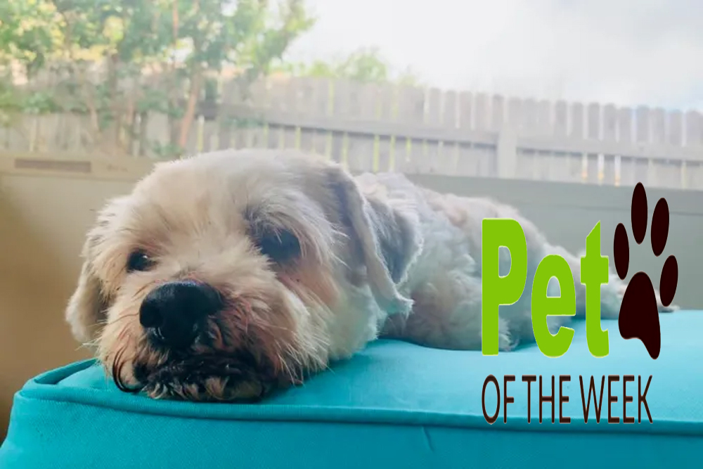 Pet of the Week: Buggs