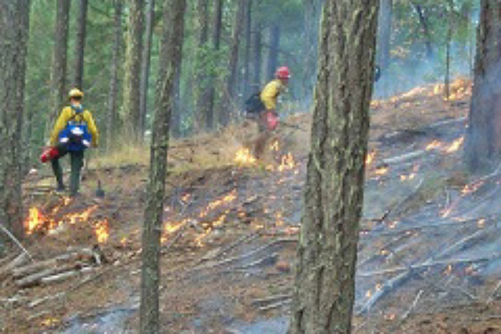 BLM Plans Prescribed Fire in Weaverville Community Forest