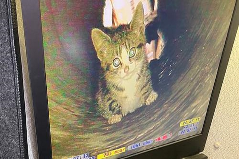 DPW Rescues Kitten Trapped in Sewer