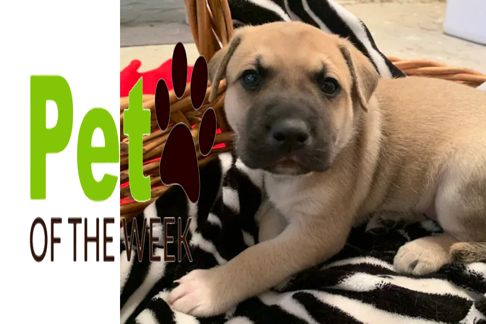 Pet of the Week: Thor Jr.
