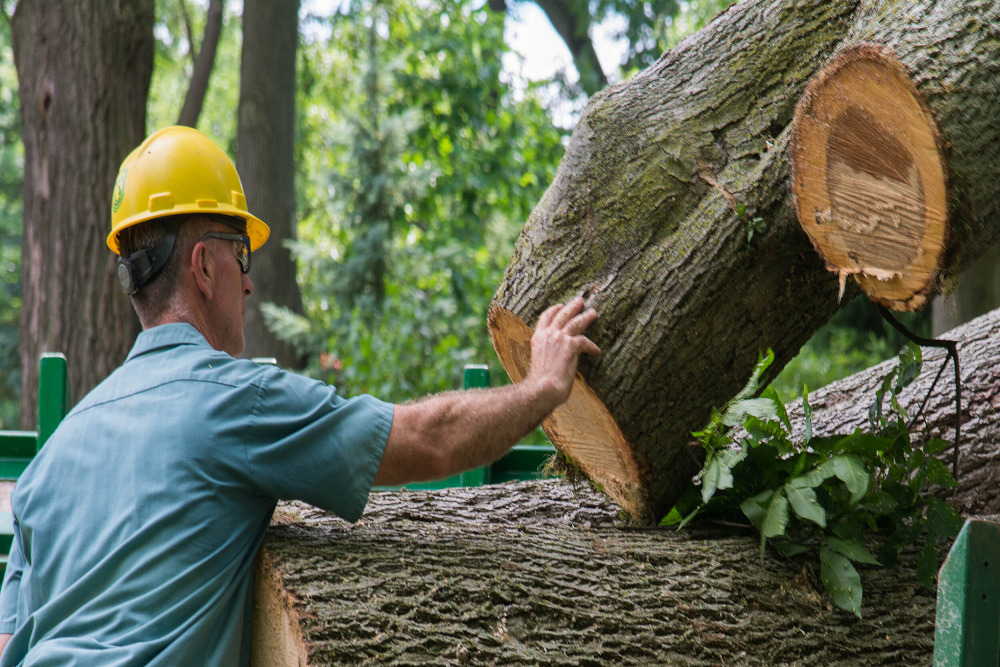 Cape Coral Hires First Arborist, Hosts Annual Arbor Day Event