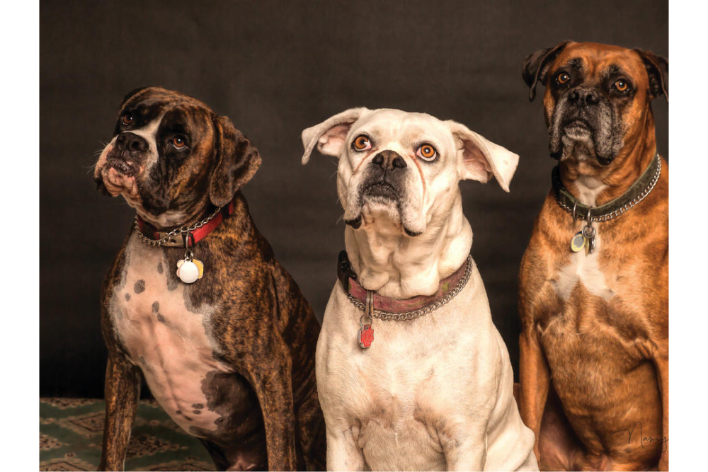 BCC updates ordinance governing retail sale of dogs or cats