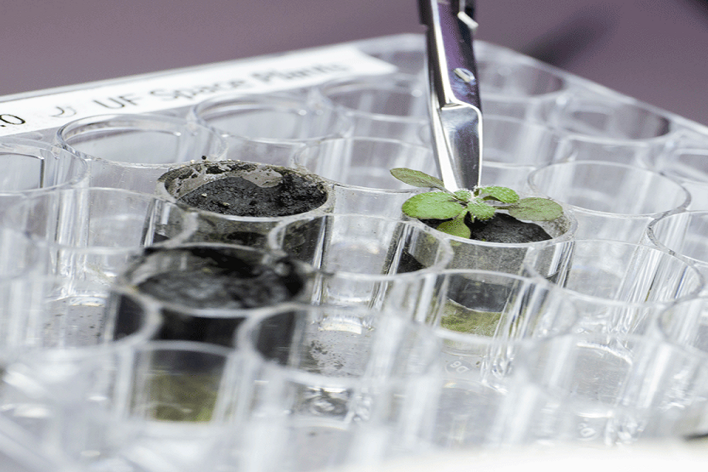 A first: Scientists grow plants in soil from the moon