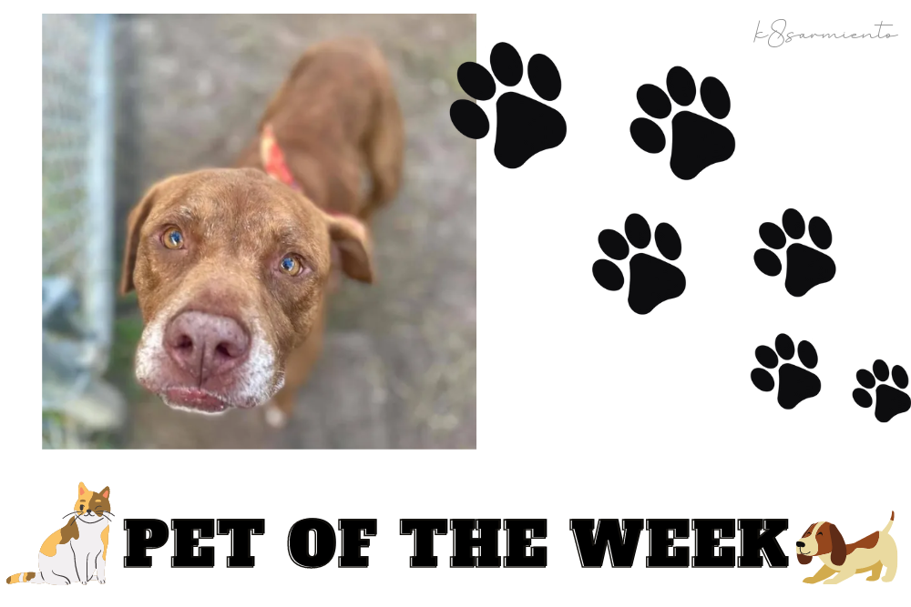 Pet of the Week: Baloo