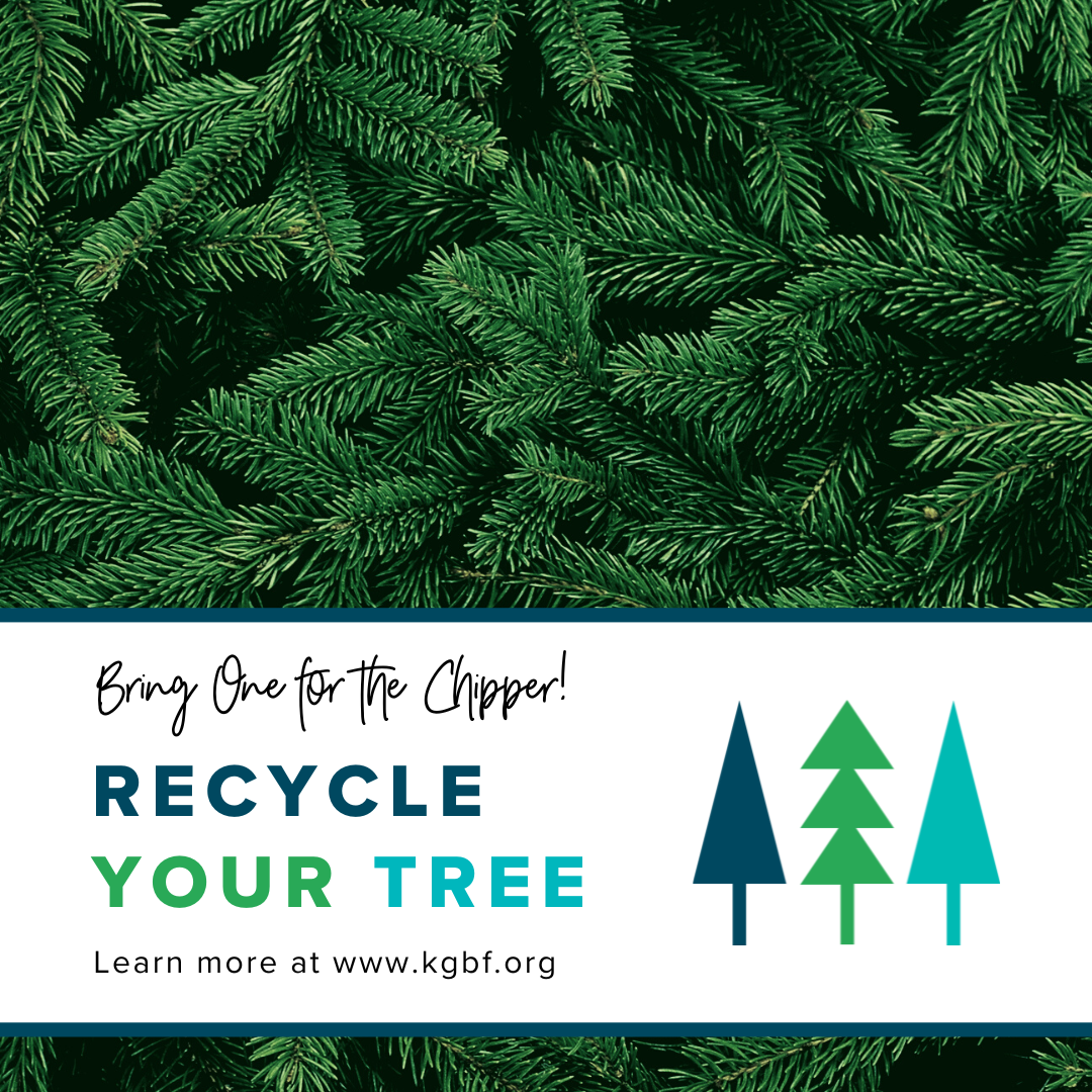 Recycle your live Christmas tree with ‘Bring One for The Chipper’ through Jan. 7